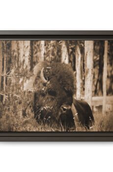 Rustic Sepia Bison Print
